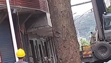 四川巴中一棵380多年古树被砍,社区:树干中空还挨着房屋,为排险才砍