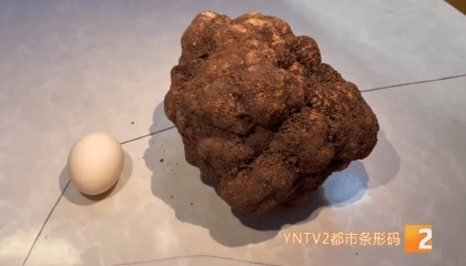 昆明一村民挖到1.7公斤超大松露!“看都看不够”