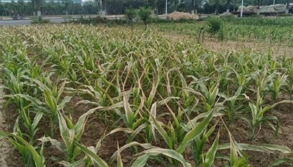 河南内乡再通报“井水浇地后庄稼发黄枯死”:高温致井水全盐量较高,涉事井已封闭