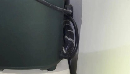 吓人!江西一居民家梳妆台惊现剧毒银环蛇…