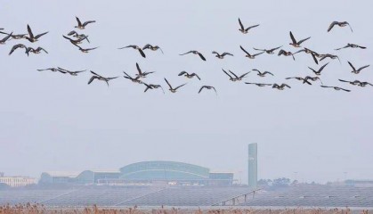 务安机场被韩国警方搜查,坠机10天前就收到过鸟撞警告
