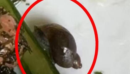 上海一学校食堂被指“食材过期、调料发霉、菜中吃出蜗牛”,家长称76名学生肠胃不适,官方回应