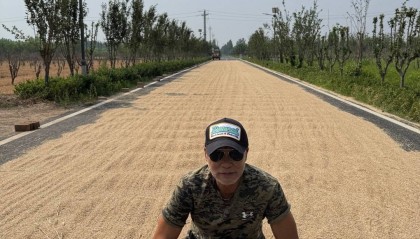 70岁任达华回山东老家收麦子:只有站在这里才明白什么是根的感觉