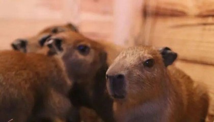 出生1小时就能独立行走，济南动物园“果果”和“豚豚”的4只新生幼崽，周末和市民见面