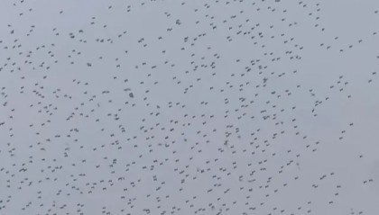 突发坠海!原因暂不明…赵丽颖等明星发声