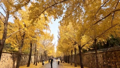 满大街都是银杏树，为什么还是濒危物种？