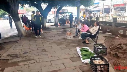 “天价”鸡枞调查:最贵卖到1800元/公斤!雨水少致产量低,多地价高客少