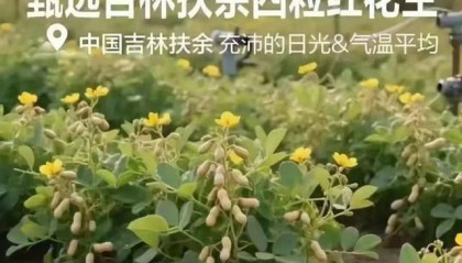 “花生上树”闹剧:AI翻车背后,我们都在弄丢常识?