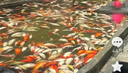 重庆观音桥步行街观赏鱼突然大量死亡,死鱼装满30余编织袋,警方回应