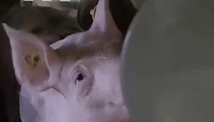 飞机载100头猪臭气熏人,200多名乘客遭殃!被迫紧急降落