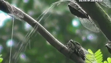 夏天在树下淋的雨可能是“蝉尿”,对人体有害吗?