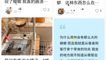 河南多地惊现南方会飞大蟑螂,网友纷纷晒图:这玩意儿到底咋来的?