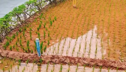 谁种的?东莞闹市区绿化带惊现水稻,网友化身福尔摩斯来探案,家居广场:商户提的建议