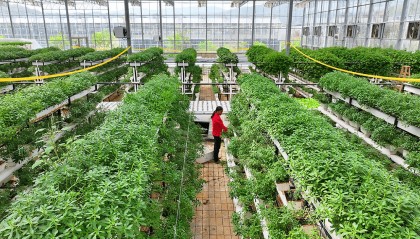 全国政协常委、江西省政协副主席谢茹经济日报刊文:如何纾解粮菜争地之困