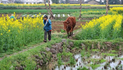 农村啃老现象抬头?更悲哀的是大部分年轻人无老可啃