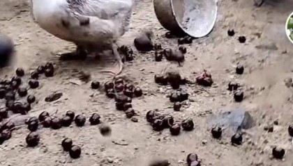 车厘子喂鸡惹争议 四川汉源果农回应:旧视频,喂鸡的是“次果”