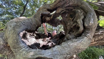 1014岁!青岛这棵“千年树王”,主干碳化严重,镂空处能站两人!每年仍可结果数十斤→