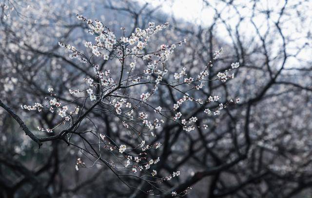 十里梅花香雪海 万株鲜花迎立春