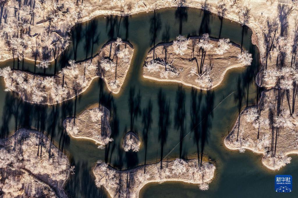 额济纳:晚秋胡杨美